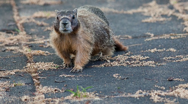 Fantastic marmots and where to find them, near downtown Spokane (25)