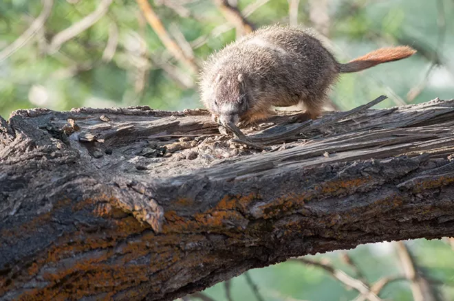 Fantastic marmots and where to find them, near downtown Spokane (29)