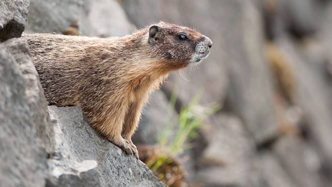 Fantastic marmots and where to find them, near downtown Spokane (30)