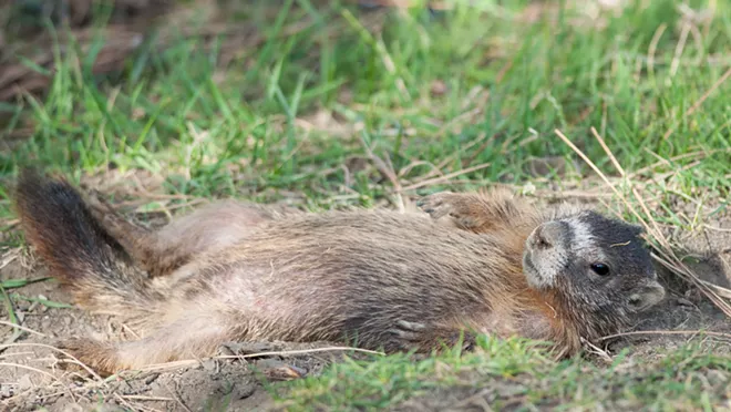 Fantastic marmots and where to find them, near downtown Spokane (32)