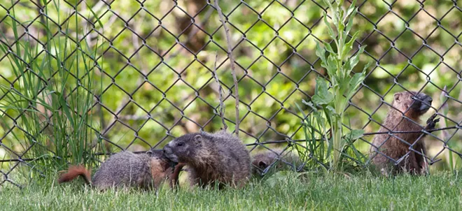 Fantastic marmots and where to find them, near downtown Spokane (35)