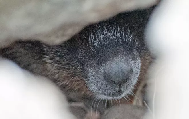 Fantastic marmots and where to find them, near downtown Spokane (36)