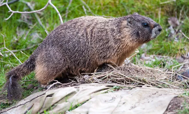 Fantastic marmots and where to find them, near downtown Spokane (39)