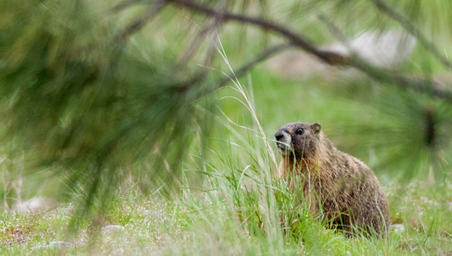 Fantastic marmots and where to find them, near downtown Spokane (41)