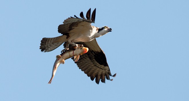 Osprey spears sucker fish, takes it on a tour of downtown Spokane (15)