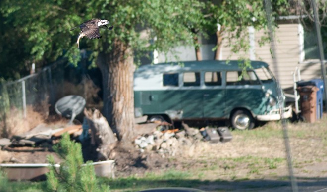 Osprey spears sucker fish, takes it on a tour of downtown Spokane (5)