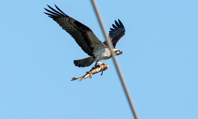 Osprey spears sucker fish, takes it on a tour of downtown Spokane