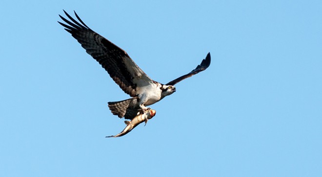 Osprey spears sucker fish, takes it on a tour of downtown Spokane (14)