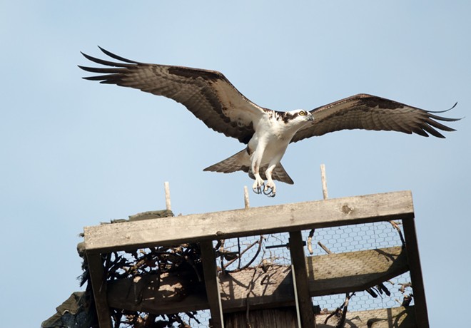 Osprey spears sucker fish, takes it on a tour of downtown Spokane (18)