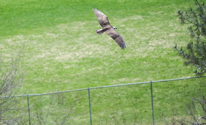 Osprey spears sucker fish, takes it on a tour of downtown Spokane (21)