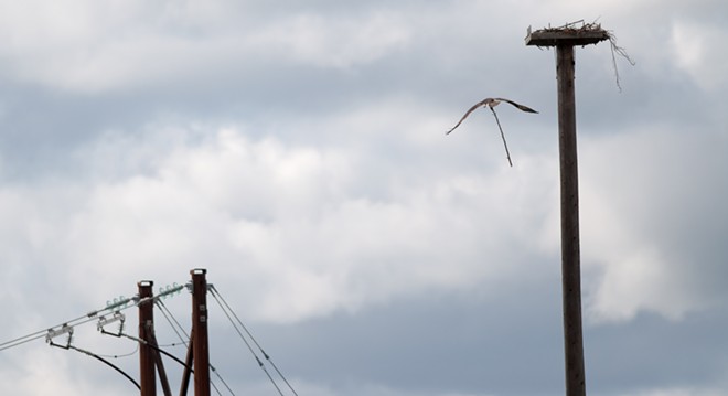 Osprey spears sucker fish, takes it on a tour of downtown Spokane (24)