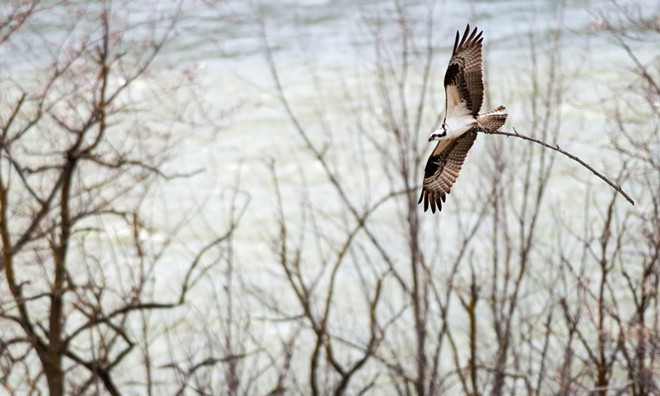 Osprey spears sucker fish, takes it on a tour of downtown Spokane (28)