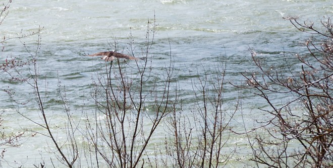 Osprey spears sucker fish, takes it on a tour of downtown Spokane (30)