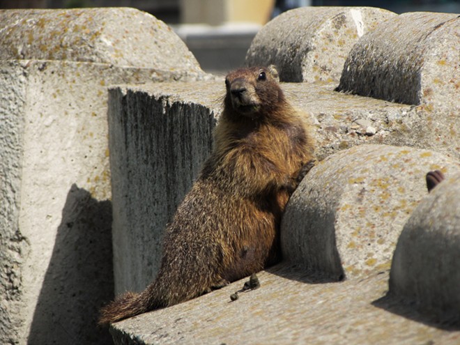 Fantastic marmots and where to find them, near downtown Spokane (43)