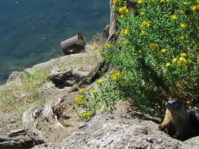 Fantastic marmots and where to find them, near downtown Spokane (45)