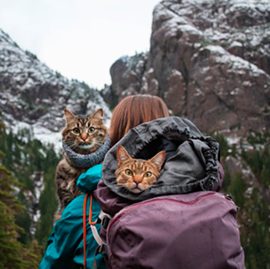 CAT FRIDAY: Four delightfully cute Insta-cats to follow right meow (4)
