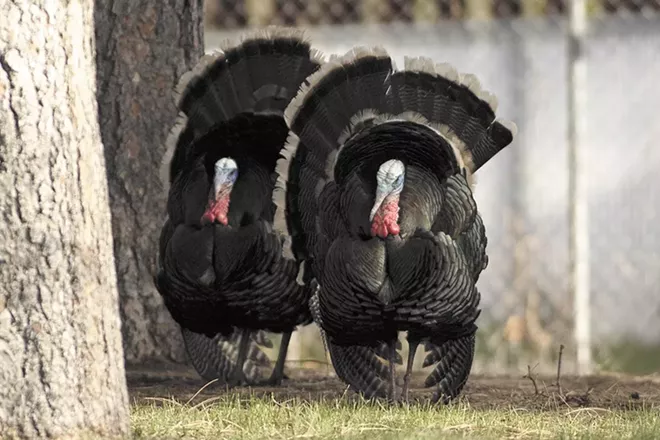 The Turkeys Not on Your Plate: They’re Out Back, Climbing the Roof