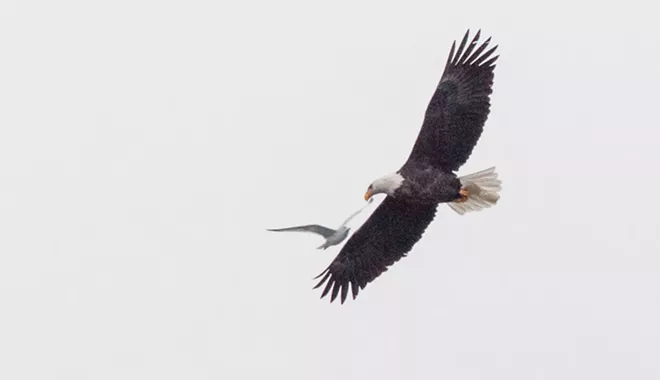 31 majestic eagles (and one bonus seagull!) from Saturday at Coeur d'Alene