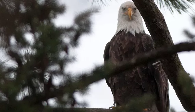 31 majestic eagles (and one bonus seagull!) from Saturday at Coeur d'Alene