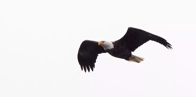 31 majestic eagles (and one bonus seagull!) from Saturday at Coeur d'Alene