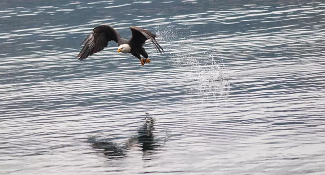 31 majestic eagles (and one bonus seagull!) from Saturday at Coeur d'Alene