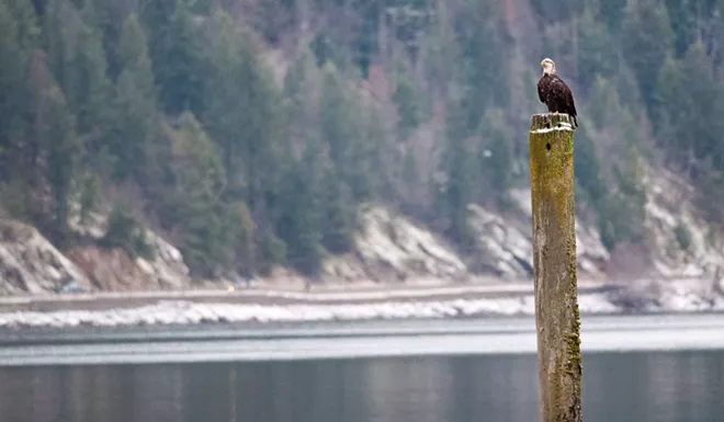 31 majestic eagles (and one bonus seagull!) from Saturday at Coeur d'Alene
