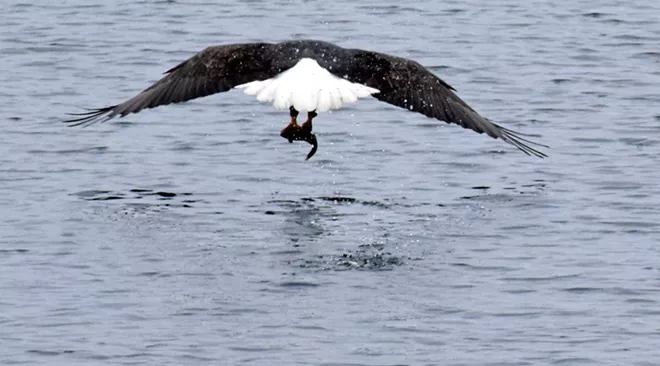 31 majestic eagles (and one bonus seagull!) from Saturday at Coeur d'Alene