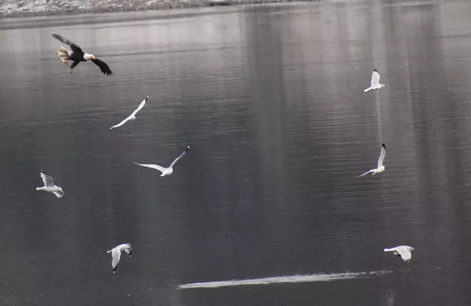 31 majestic eagles (and one bonus seagull!) from Saturday at Coeur d'Alene