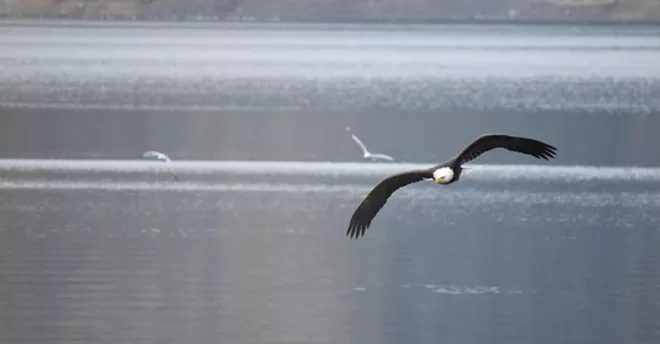 31 majestic eagles (and one bonus seagull!) from Saturday at Coeur d'Alene