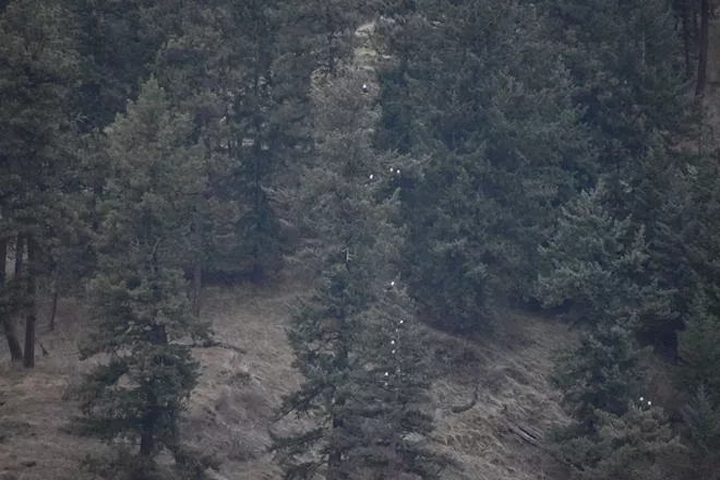31 majestic eagles (and one bonus seagull!) from Saturday at Coeur d'Alene