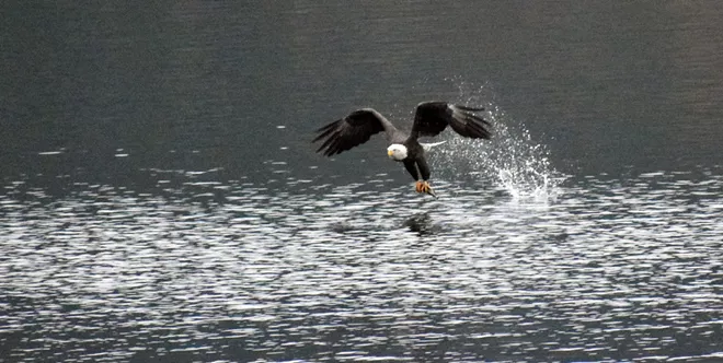 31 majestic eagles (and one bonus seagull!) from Saturday at Coeur d'Alene