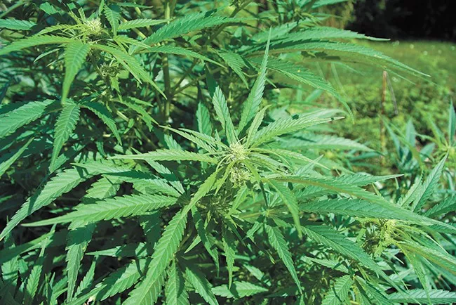 To manage odor complaints, Spokane Clean Air will charge fees for marijuana growers