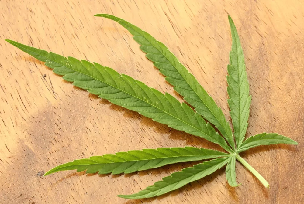 Will the feds really take on legal weed?