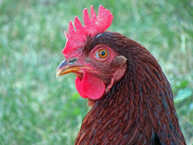 One West Central resident's lament for her rooster, banned by Spokane's urban farming rules