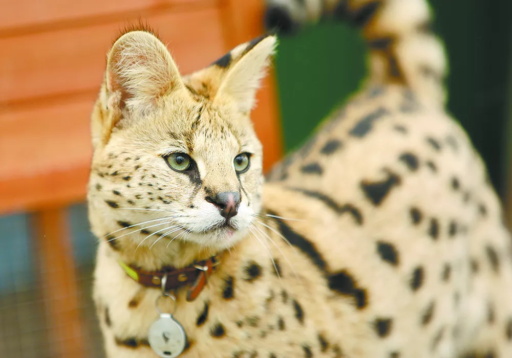 Meet "Boomer," an African serval living on Washington's Palouse prairie