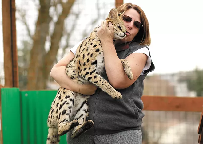 Meet "Boomer," an African serval living on Washington's Palouse prairie