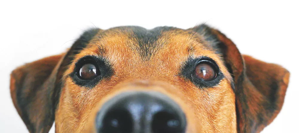 How dosing man's best friends with medicinal marijuana could potentially help health issues