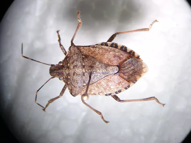 Invasion! Washington state under siege from the stink bug menace! (2)