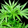 Postal Service to newspapers: stop taking pot advertisements