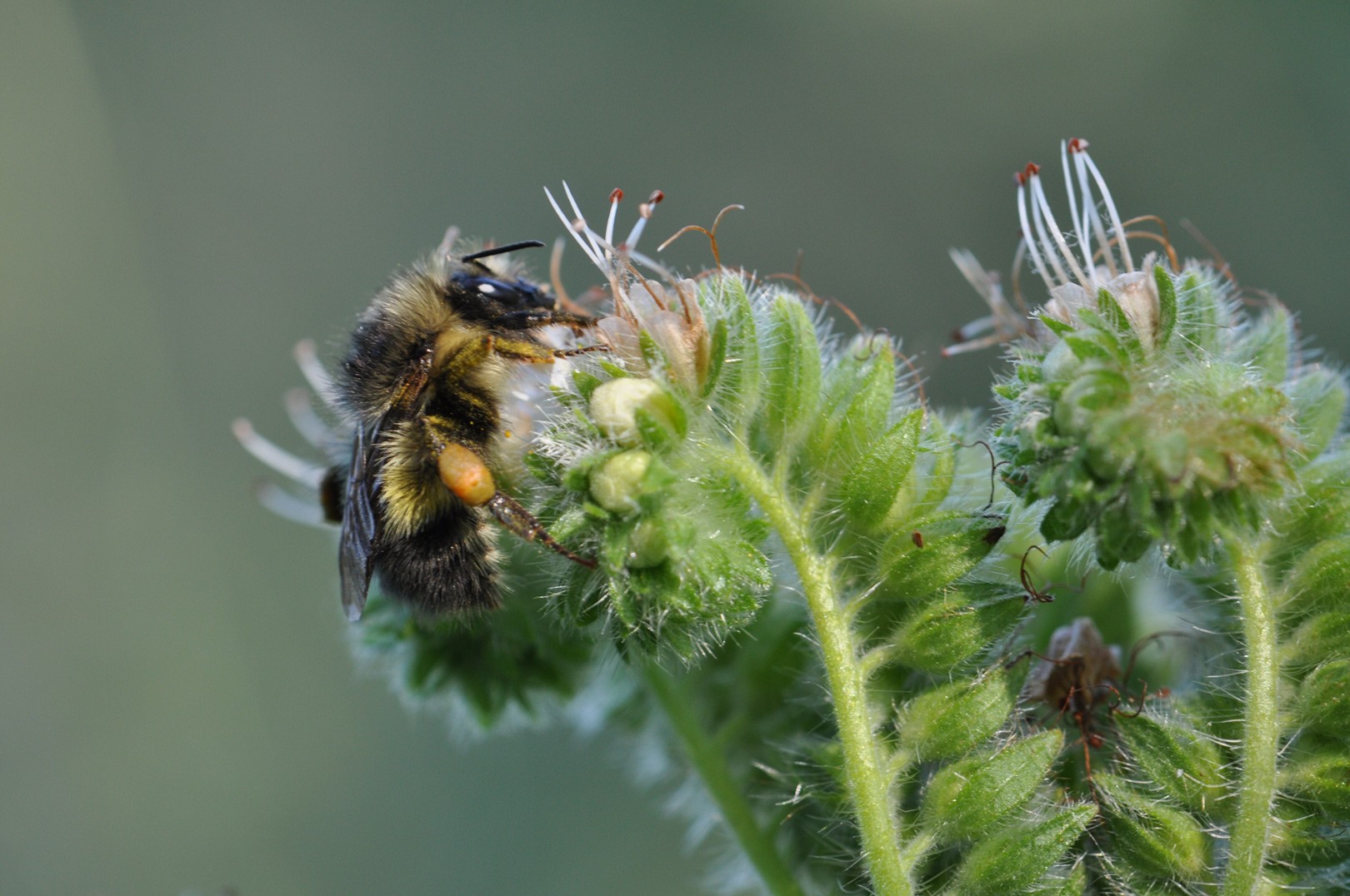 Suckley's cuckoo bumble bee  Washington Department of Fish & Wildlife