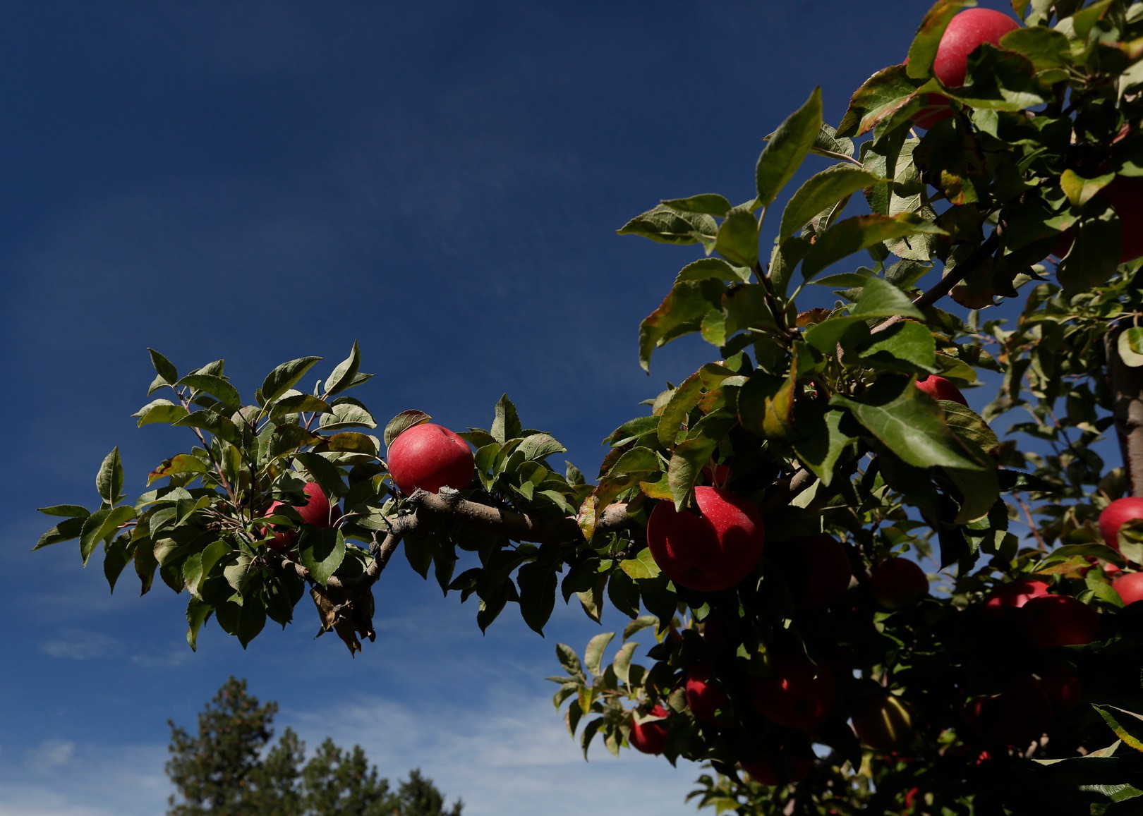 Honeycrisp genome will help scientists breed better apples