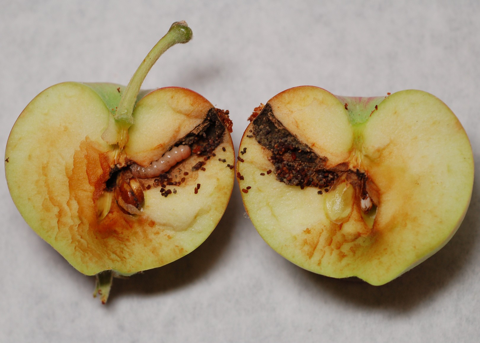 Perfecting Eden's fruit takes geneticists, AI, and some earwigs