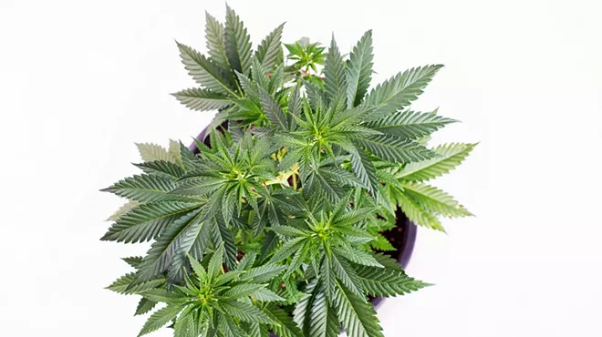 Washington considers legalizing home cultivation of cannabis