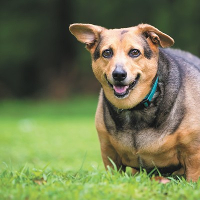 It's up to owners to help pets maintain a healthy weight