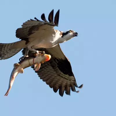 Osprey spears sucker fish, takes it on a tour of downtown Spokane