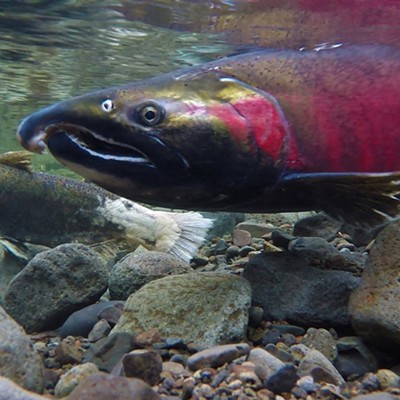 EPA will roll back Clean Power Plan, Columbia River salmon nets come up empty, morning headlines