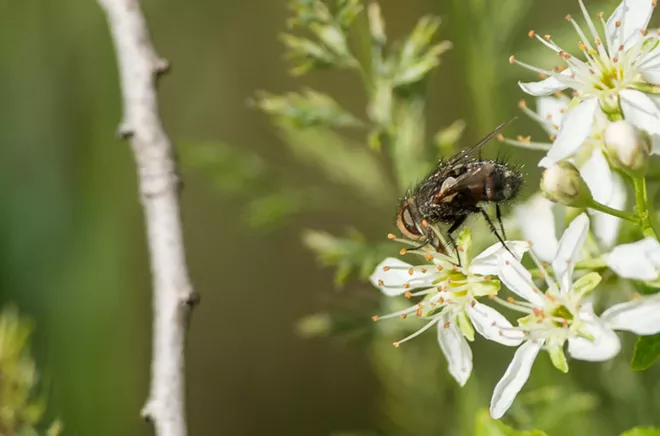 STOP STEREOTYPING: 30 local insects who never murdered anybody