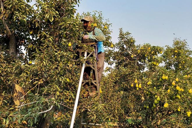 Farm labor was in short supply for decades: The pandemic presented