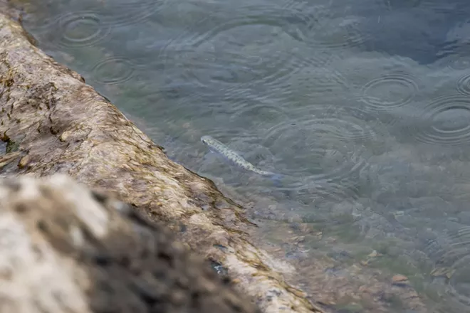 Photos from Inland Northwest tribes' salmon release at Chief Joseph Dam in Central Washington
