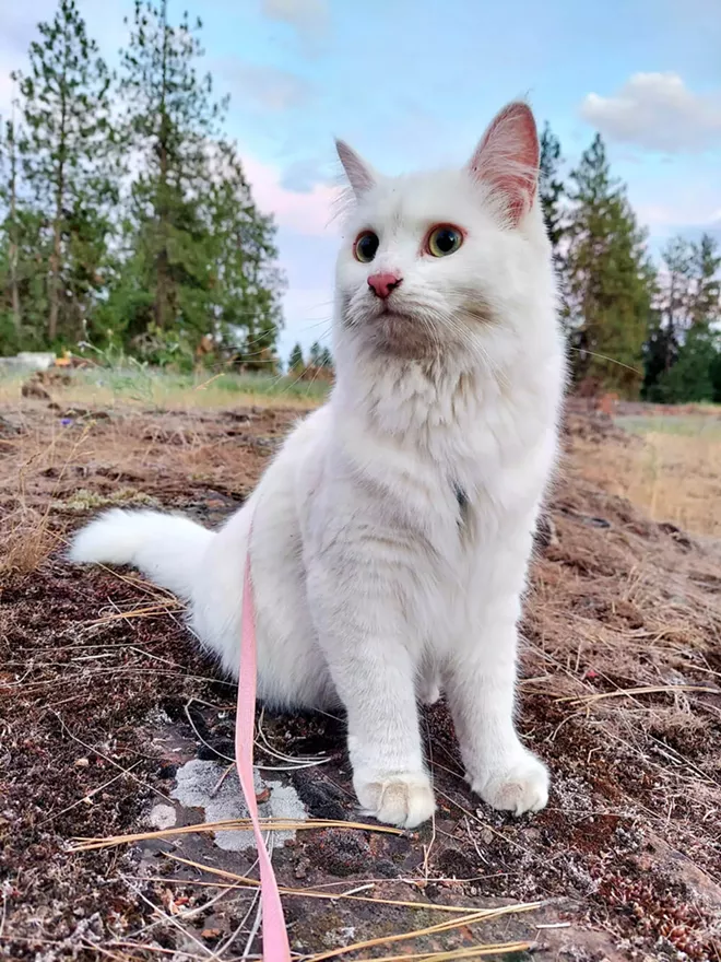 Inlander Cover Pet: 2023 Photo Contest Winners - Vimarsana News